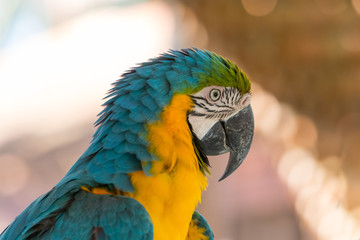 Blue-and-yellow macaw on yellow background - portrait