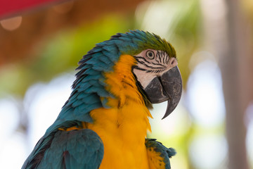 parrot macaw - portrait