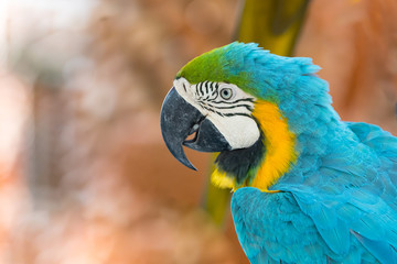parrot macaw on red background