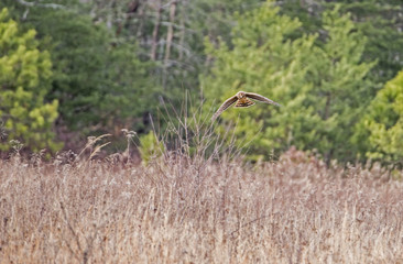 Cooper's Hawk flying over a field in Cades Cove.