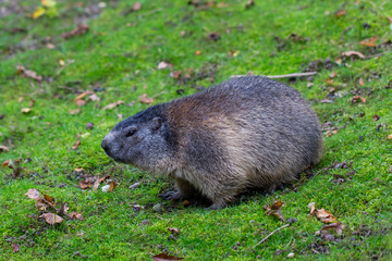 Portrait of sitting groundhog (Marmota monax)