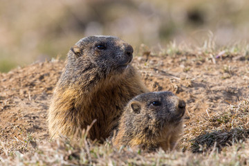 Naklejka na ściany i meble Two sitting groundhogs (Marmota monax)