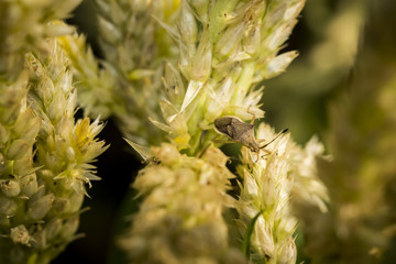 close up macro yellow celosia argentea