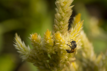 close up macro yellow celosia argentea