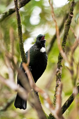  tui bird, prosthemadera novaeseelandiae, new zealand