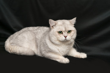 White cat chinchilla on a dark  background