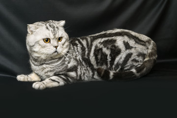 Naklejka premium Scottish straight cat on a dark background