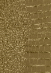 reptile skin surface