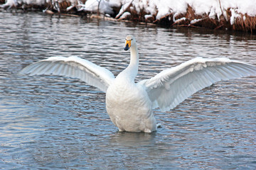 White Swan on a winter lake spreading its wings