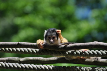 Affe