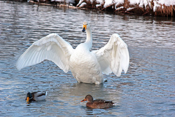 Naklejka premium White Swan on a winter lake spreading its wings