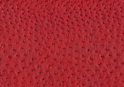 ostrich leather surface