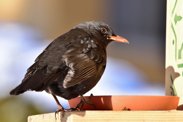blackbird sitting on feeder
