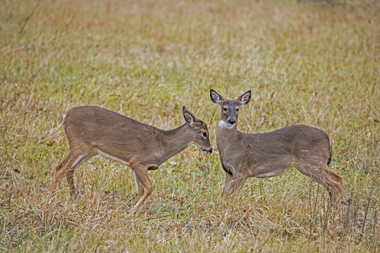 Two young White Tailed Deer Button Bucks playing in a field of grass.