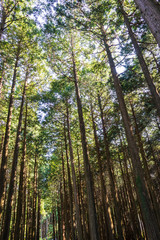 Chichibunomiya Memorial Park Hinoki Forest