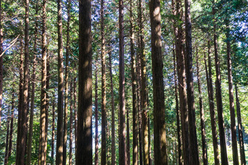 Chichibunomiya Memorial Park Hinoki Forest