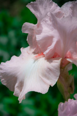 pale pink irises lit by the sun