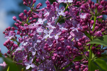 bunches of lilac blossoms on branches