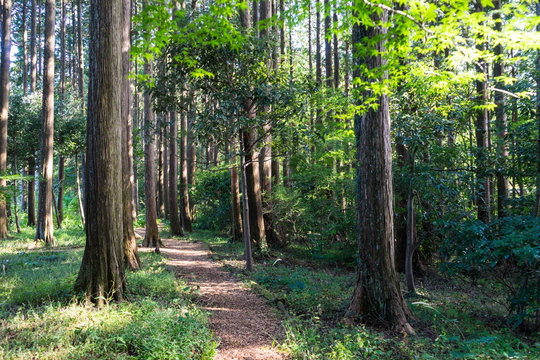 Chichibunomiya Memorial Park Hinoki Forest