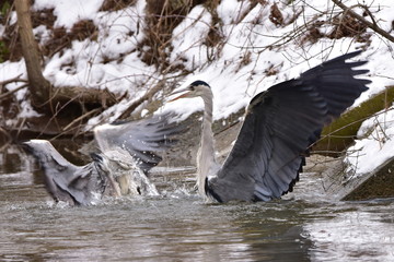 fight od grey herons