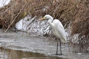 white egret
