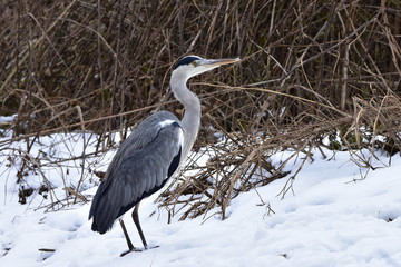 grey heron in winter time