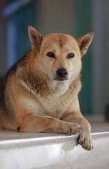 old lonely dog lying on the stair