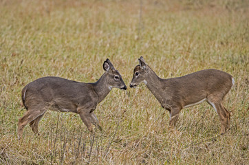 Two young White Tailed Deer play at fighting.