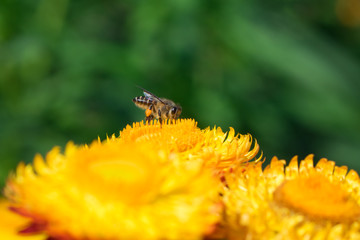 Bee and Marigold