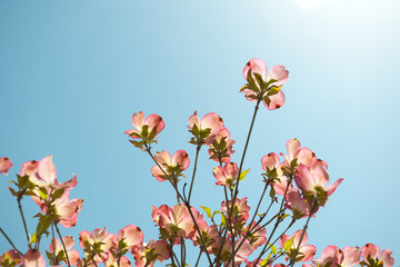 Obraz premium Pink dogwoods in bloom with blue sky