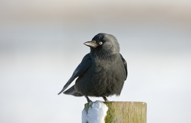 Jackdaw Corvus monedula perched on farmland fence in snowy conditions