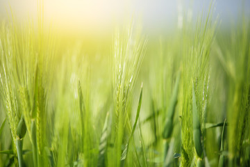 Fototapeta na wymiar Wheat on sunny background