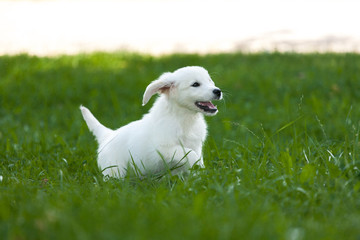 Golden Retriever auf Wiese