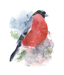 Bird bullfinch watercolor painting illustration isolated on white background hand made greeting card - 133320263