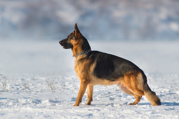 German shepherd dog standing in snow