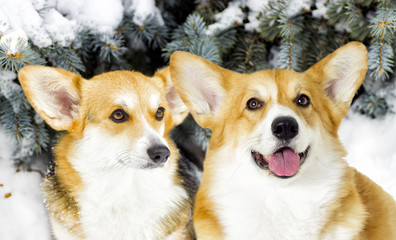 Dog on a winter walk