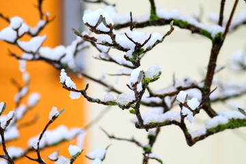 Magnolia bush and branches covered with first snow. German winter. 