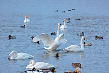 White Swan on a winter lake spreading its wings
