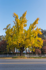 Naklejka premium Yellow Ginkgo Tree in front of Southern Mansion