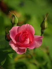 Rose au soleil du matin au printemps