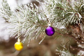 Decorated Branch of Christmas Tree outdoor