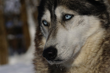 Husky with blue eyes