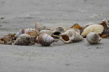 Strandgut am Meer