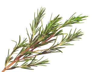 Fresh rosemary isolated on white background