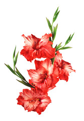 beautiful red gladiolus isolated on white background