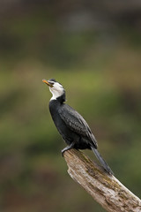  little pied cormorant, little shag, kawaupaka, microcarbo melanoleucos, Phalacrocorax melanoleucos, new zealand