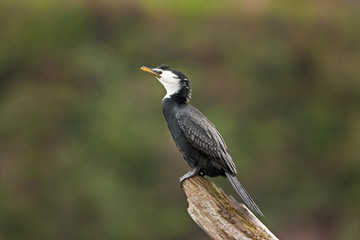  little pied cormorant, little shag, kawaupaka, microcarbo melanoleucos, Phalacrocorax melanoleucos, new zealand