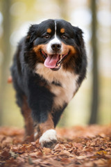 Berner Sennenhund Dog