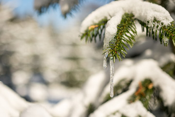 Icicles on fir tree in snowy landscape.