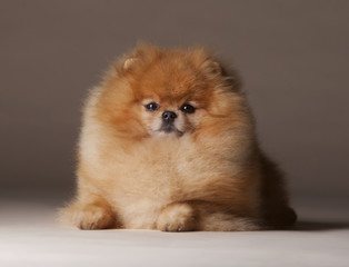 Pomeranian dog portrait in studio